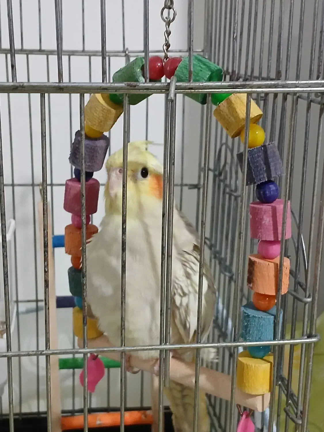 فروش عروس هلندی ماده|پرنده|بندر انزلی, سید آسیه|دیوار