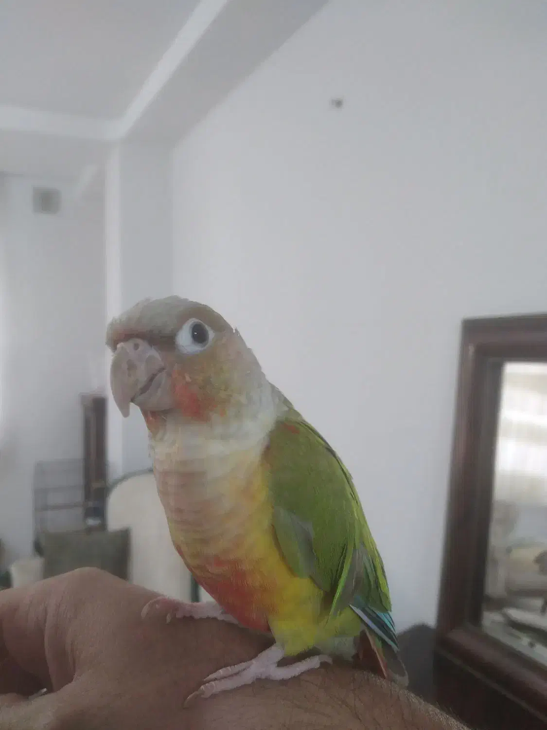 گرینچیک دستی و خانگی|پرنده|کرج, کوی امامیه|دیوار