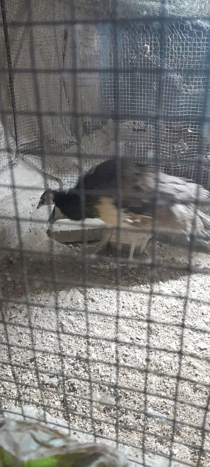 جوجه طاووس ۷ماهه|پرنده|ایرانشهر, |دیوار