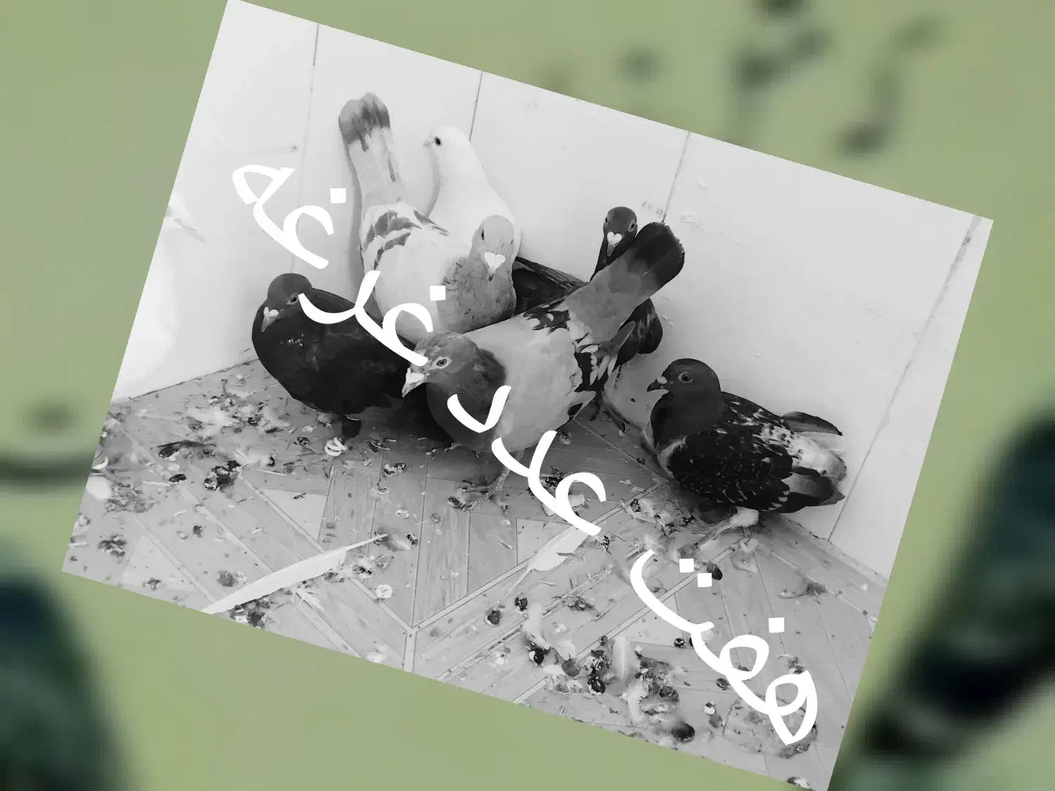 سگ حاسکی|سگ|نیشابور, مازول|دیوار