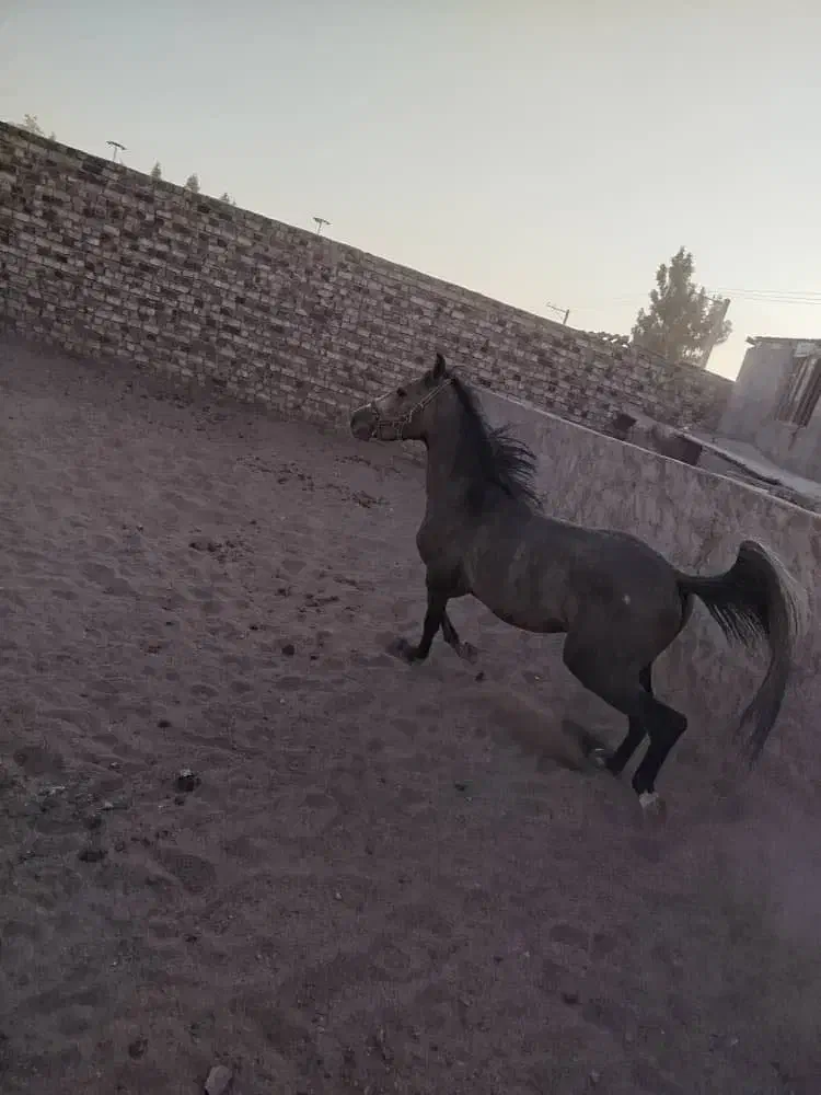 اسب فروشی|اسب و تجهیزات اسب‌سواری|سیرجان, |دیوار