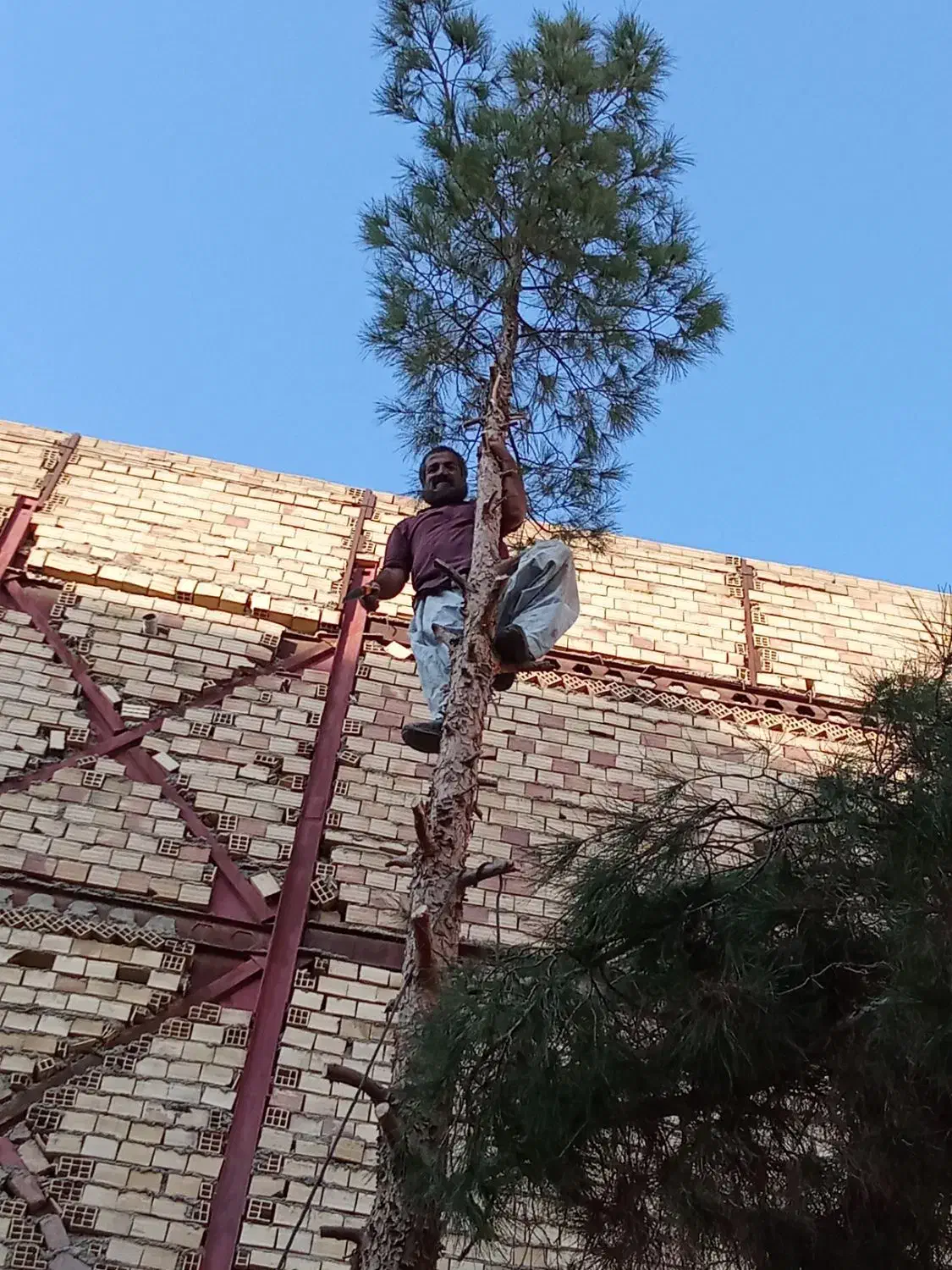 قطع وبرش وتیکه کردن چوب هرس درخت خشک بااره موتوری|خدمات باغبانی و درختکاری|زاهدان, |دیوار