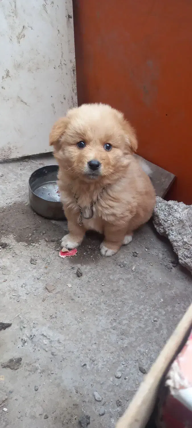 سگ پامر|سگ|اردبیل, |دیوار