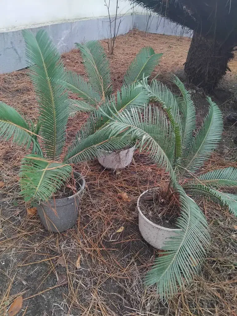 گل و گیاه|گل و گیاه طبیعی|رضوانشهر, |دیوار