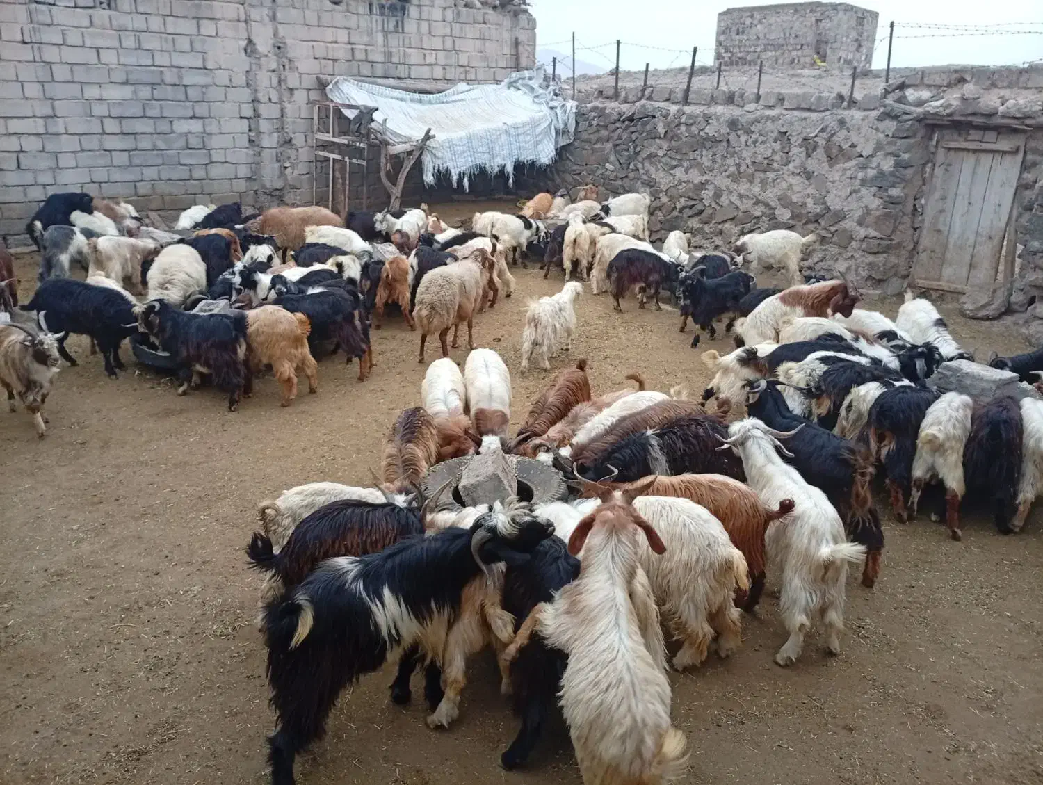 بزغاله نر|حیوانات مزرعه|مشگین شهر, |دیوار