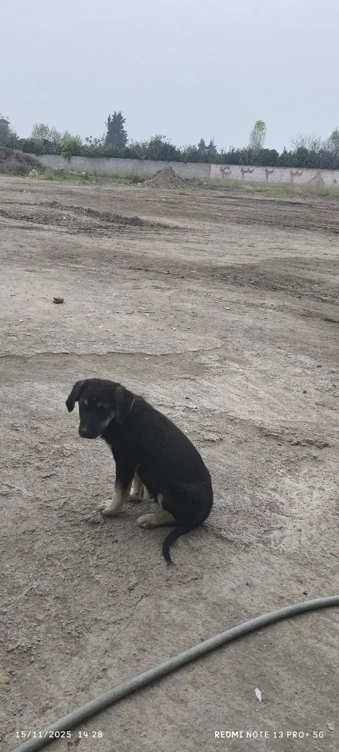 واگذاری رایگان|سگ|بابل, |دیوار