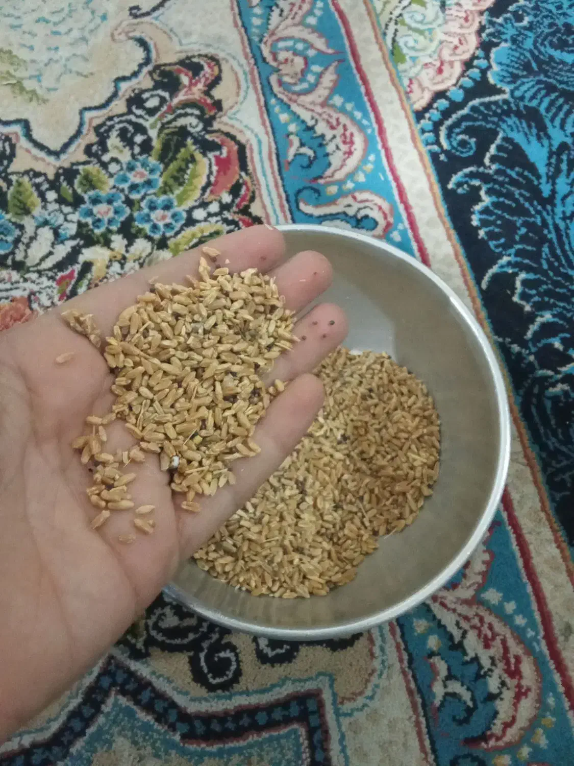 دانه گندم|عمده‌فروشی|کوهدشت, |دیوار