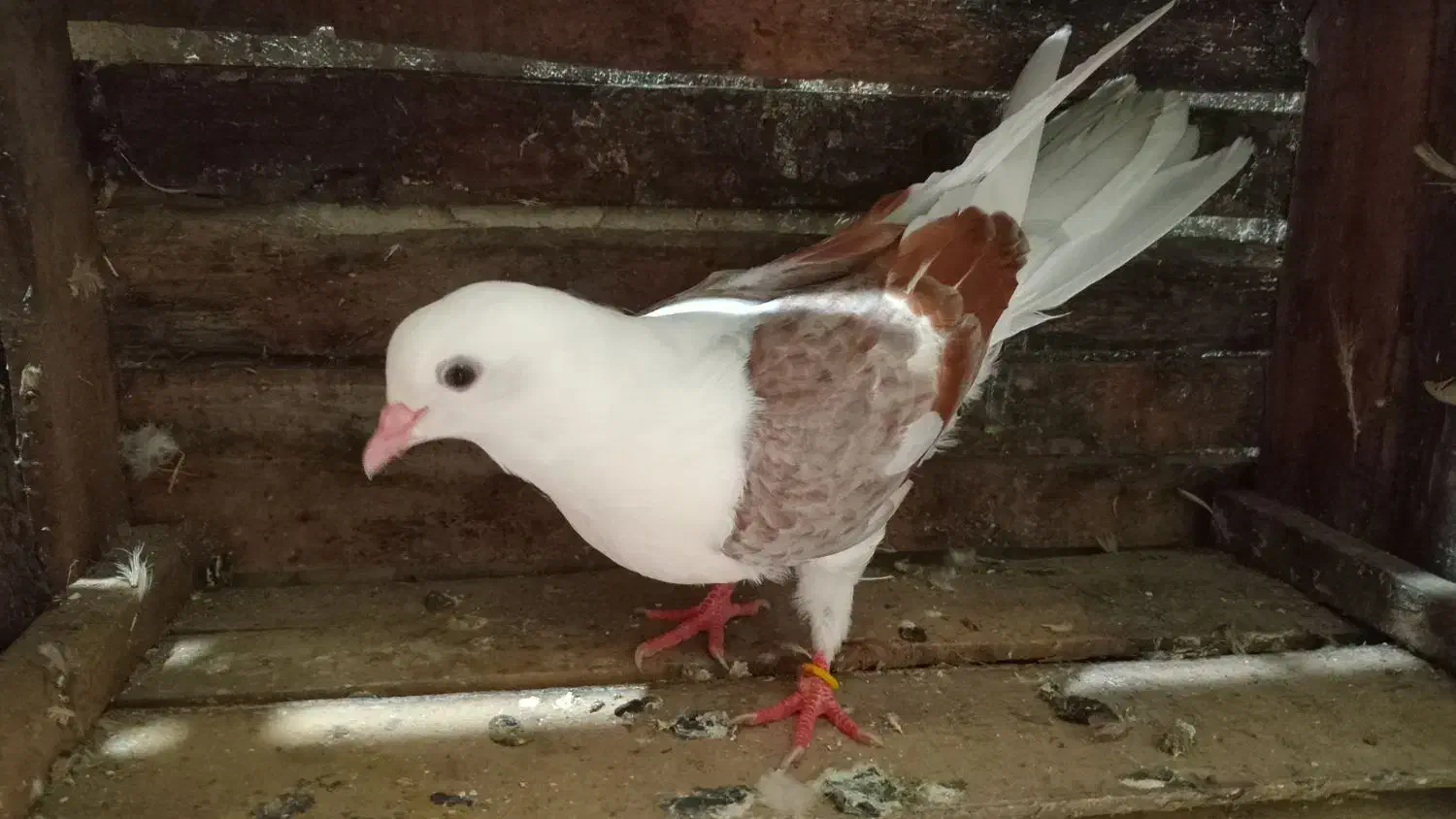 کبوتر|پرنده|رشت, دیانتی|دیوار