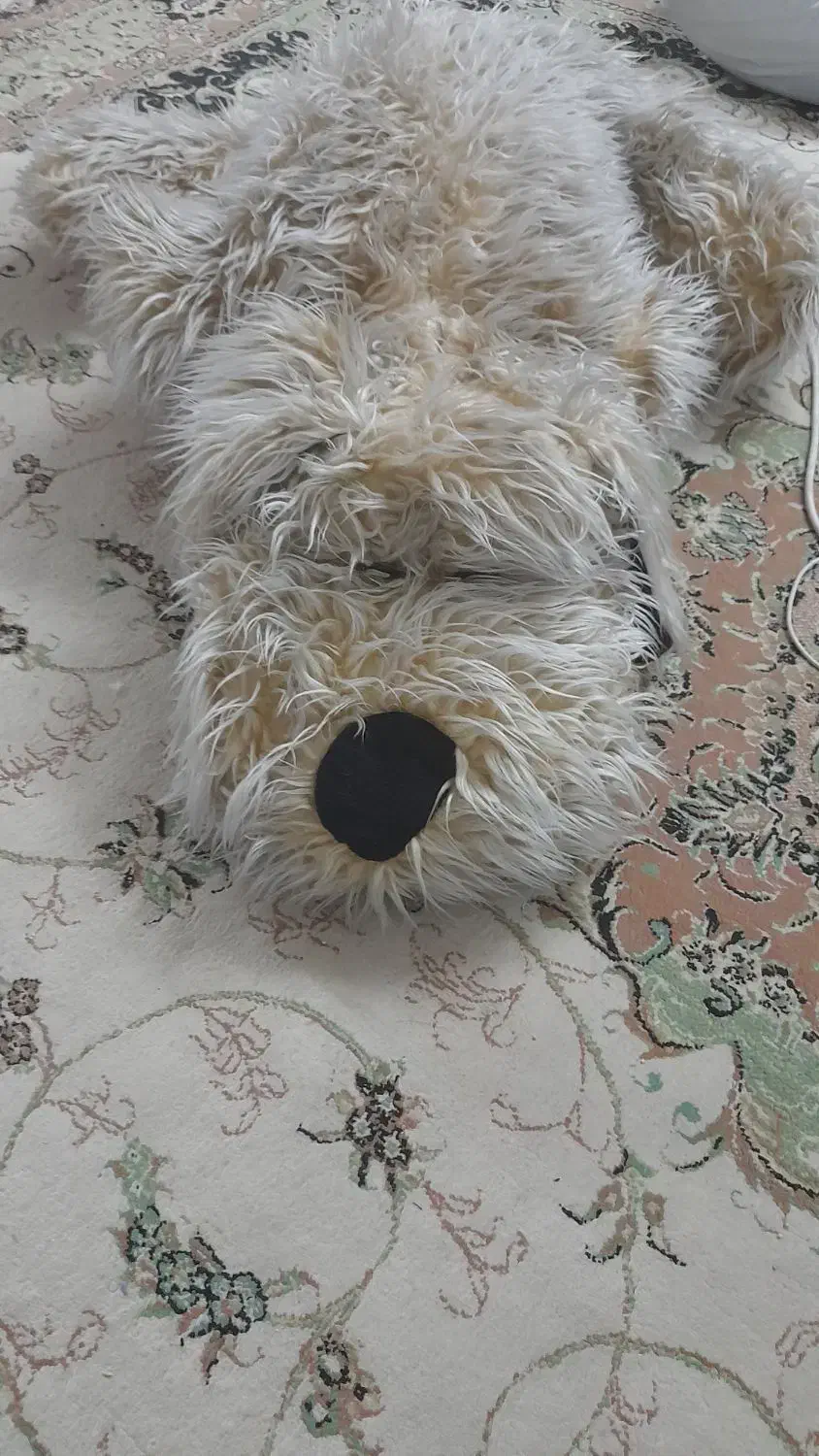 عروسک پشمالو|اسباب‌‌بازی|اسلام‌شهر, مظفریه|دیوار