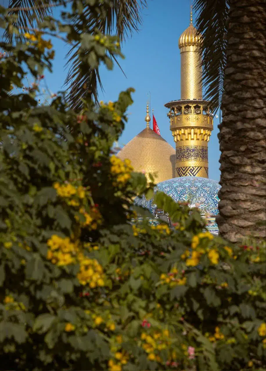 کبوتر پیدا شده|حیوانات|اطاقور, |دیوار