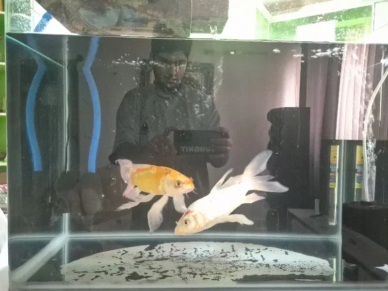 اکواریم شرکتی|ماهی|قم, شهرک امام حسن|دیوار