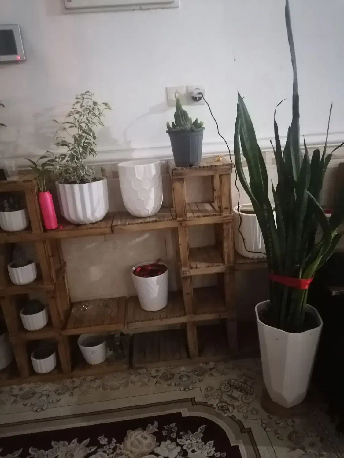 آستن وگل|گل و گیاه طبیعی|برازجان, |دیوار