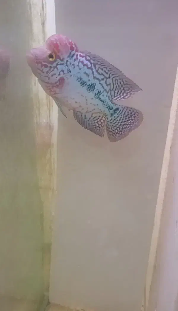 فلاور وارداتی کامفا و رد دراگون بیگ هد|ماهی|تهران, مولوی|دیوار