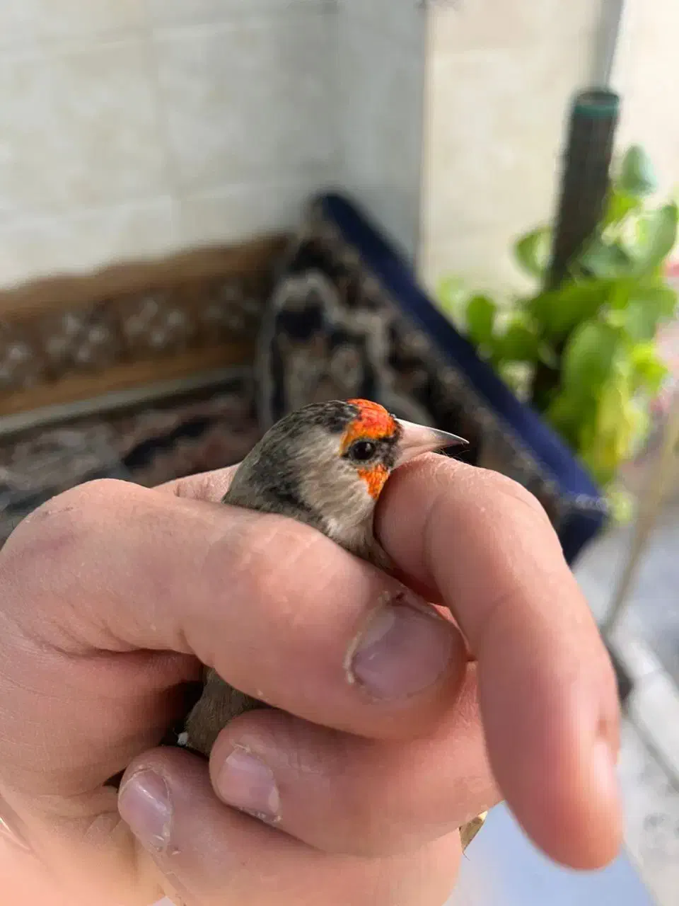 سهره داغسر سیاهسر|پرنده|تهران, شهرک غزالی|دیوار