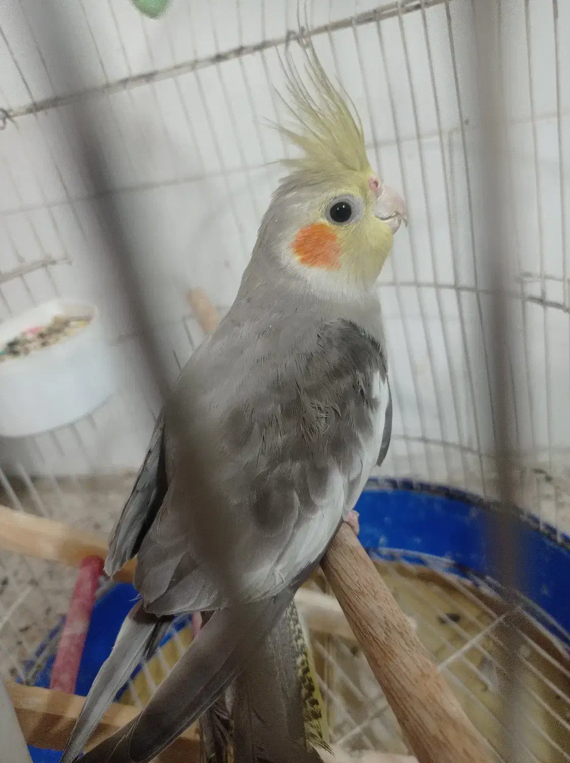 عروس هلندی|پرنده|شوشتر, |دیوار