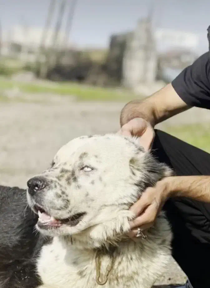 واگذاری قدرجونی نر|سگ|لنگرود, |دیوار