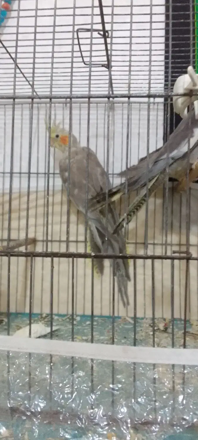 معاوضه عروس هلندی  با قناری|پرنده|ارومیه, |دیوار