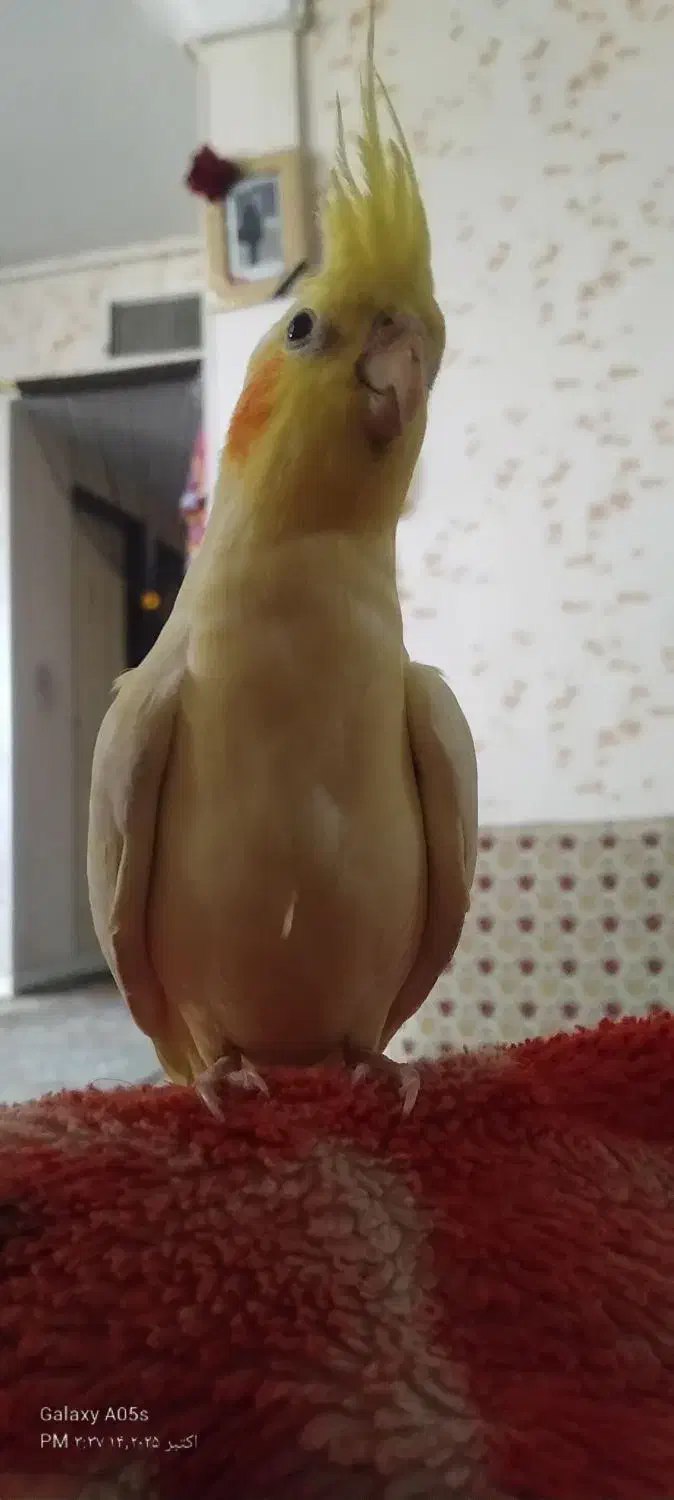 عروس هلندی گمشده|حیوانات|خرمآباد, |دیوار