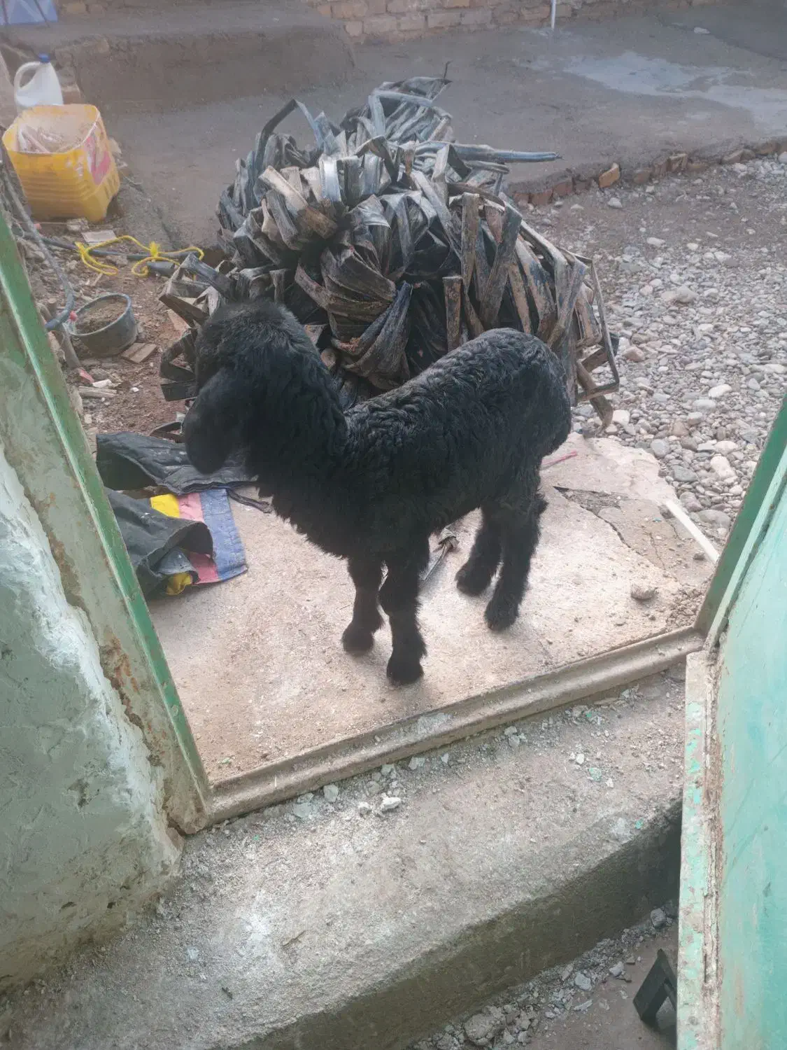 بره|حیوانات مزرعه|خرمدشت, |دیوار