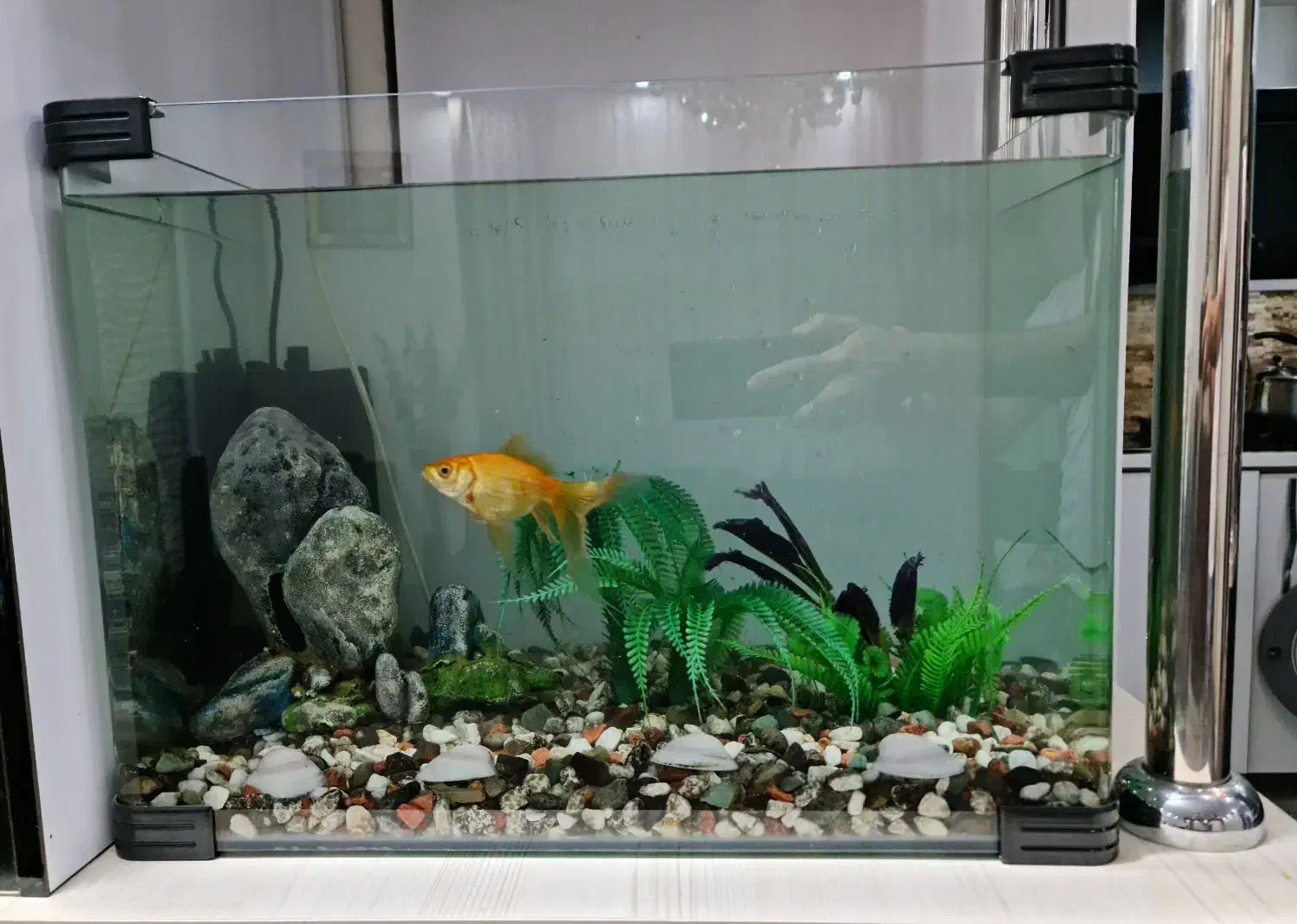 آکواریوم همراه با ماهی و تسویه آب سنگ و سبزه|ماهی|پرند, فاز ۶|دیوار