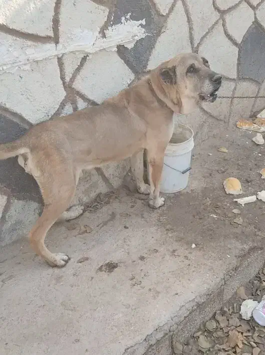 سگ سرابی نر|سگ|تبریز, |دیوار