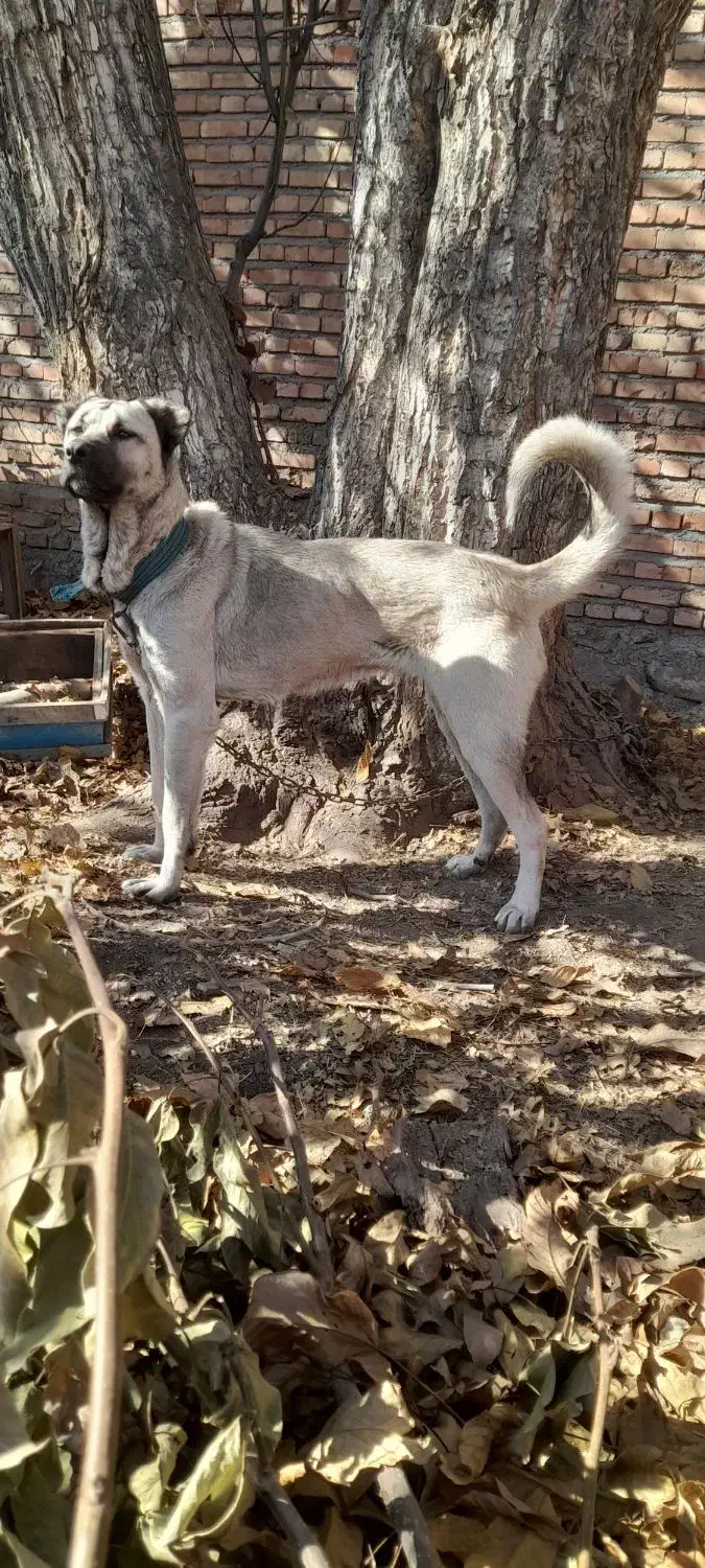 واگذاری ماده سرابی|سگ|سراب, |دیوار