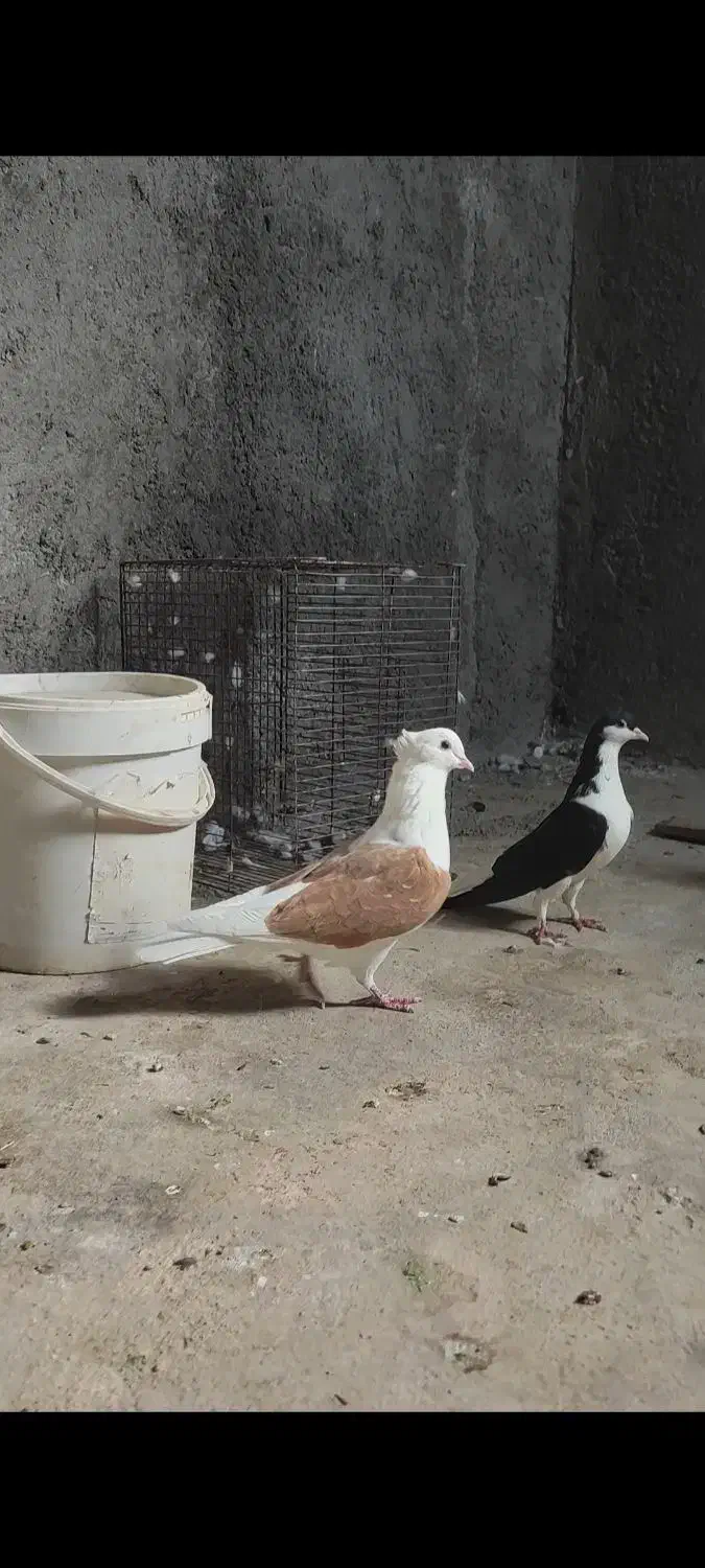 پشت زرد ماده|پرنده|تاکستان, |دیوار