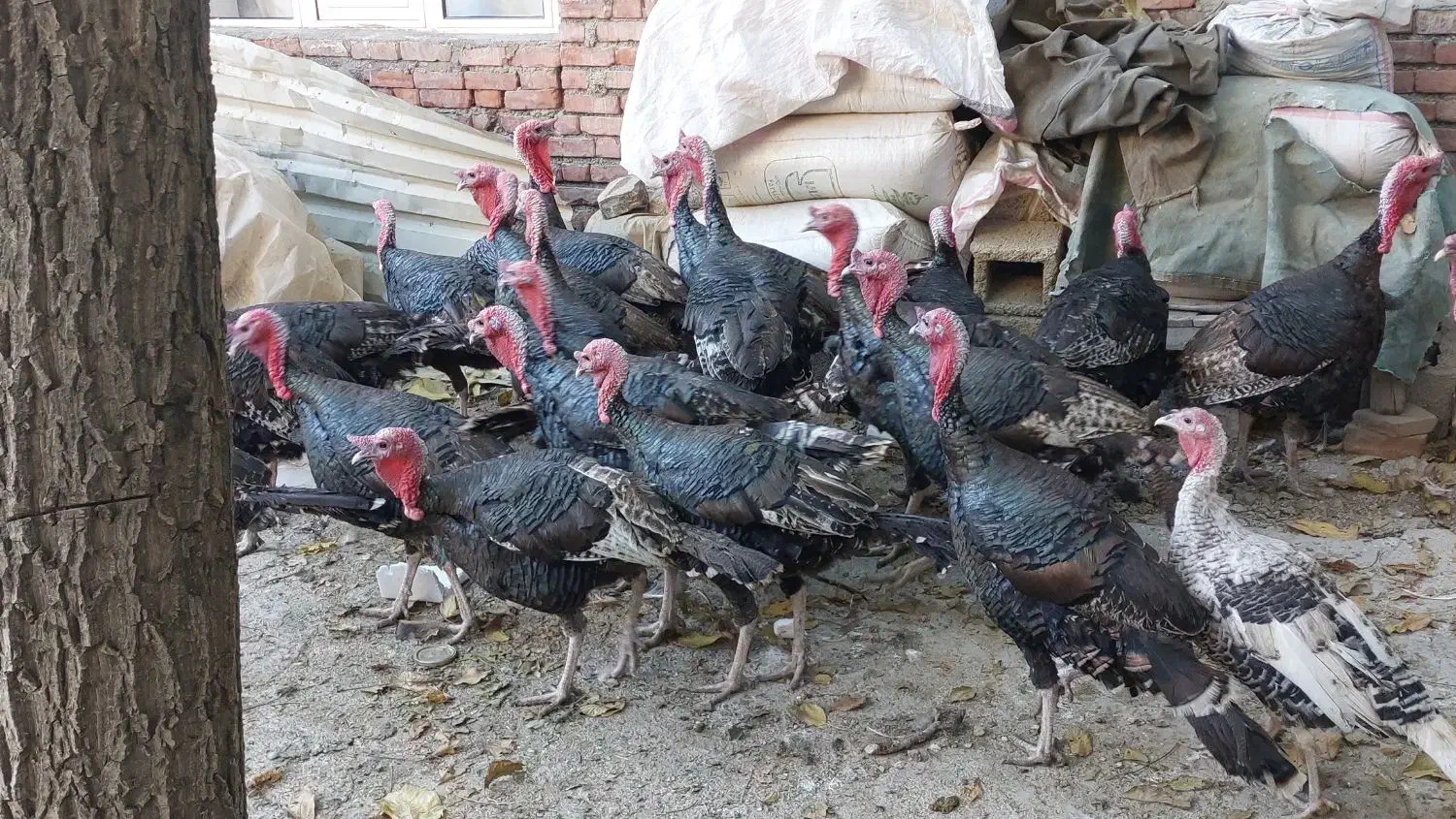 بوقلمون۲ساله سنگین|حیوانات مزرعه|سقز, |دیوار