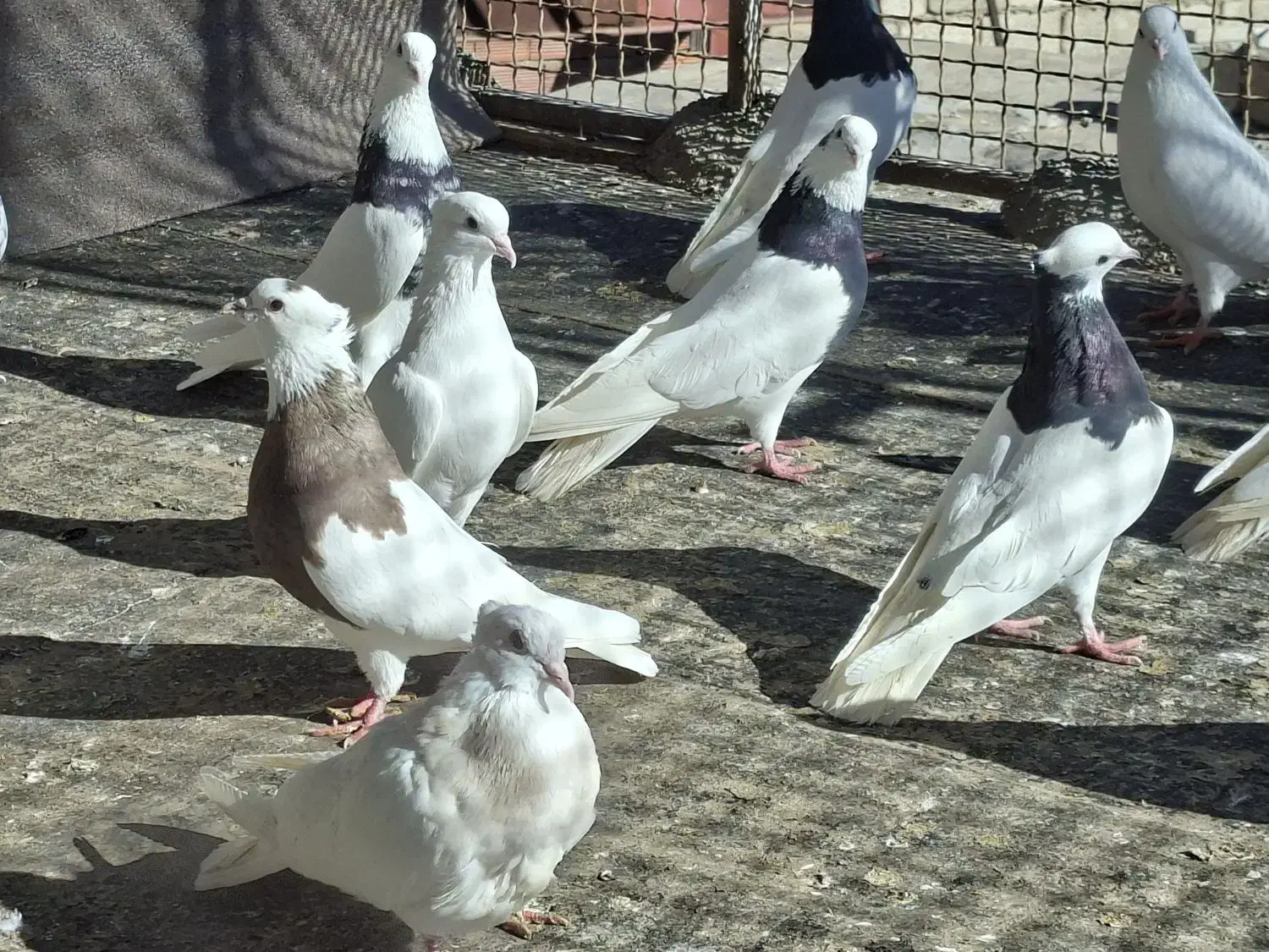 کبوتر طوق|پرنده|مریوان, |دیوار