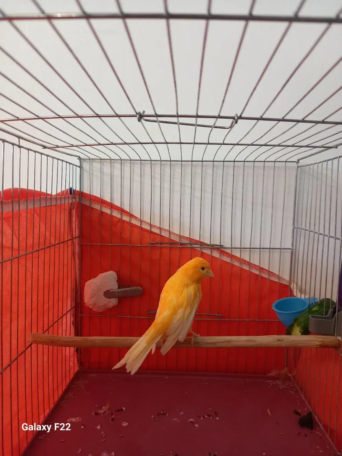 قناری نر پرتقالی|پرنده|هشتگرد, شهرک راه آهن|دیوار