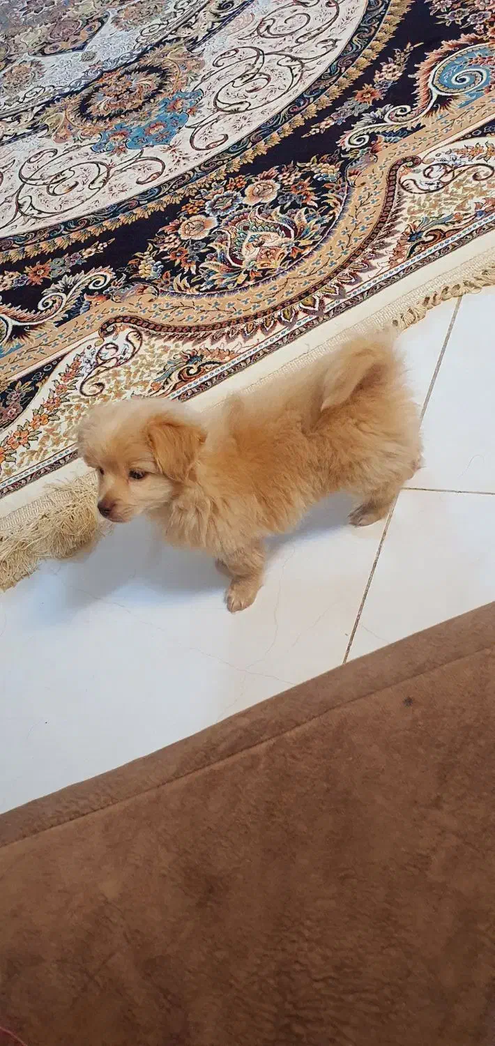 مالتبپو|سگ|قم, بکایی|دیوار