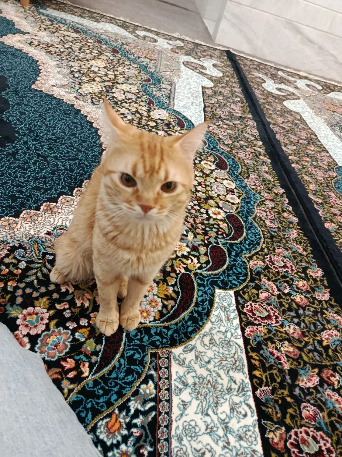 گربه|گربه|قم, کلهری|دیوار