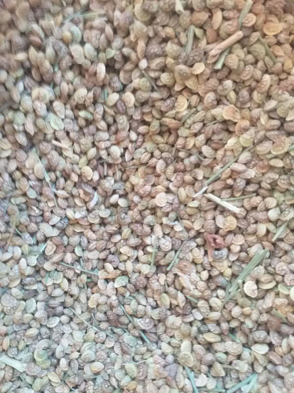 تخم یونجه|خوردنی و آشامیدنی|گلپایگان, |دیوار