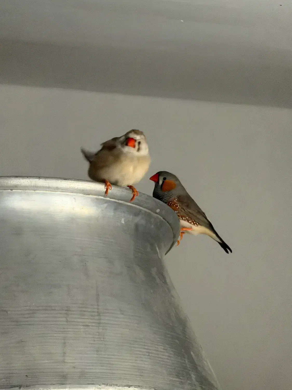 یک جفت فنچ|پرنده|اردبیل, |دیوار