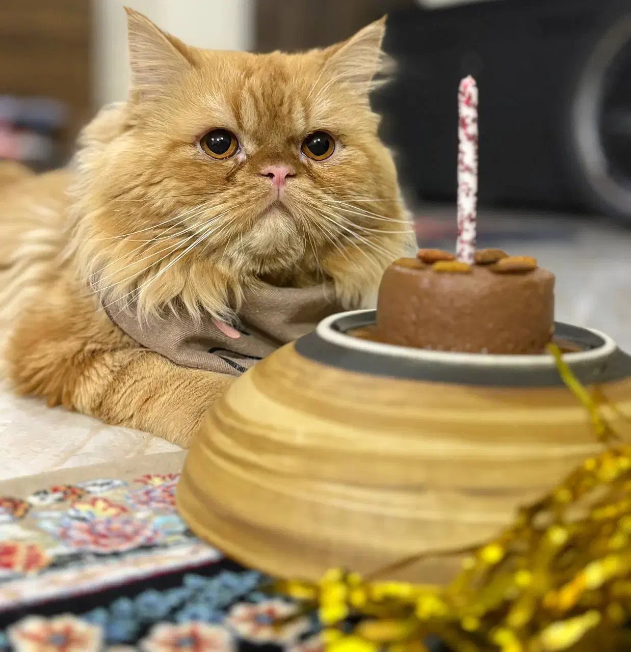 گربه پرشین|گربه|شهر ری, دولت‌آباد|دیوار