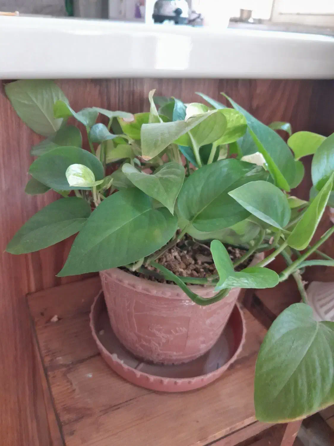 گل پتوس|گل و گیاه طبیعی|شاهرود, |دیوار