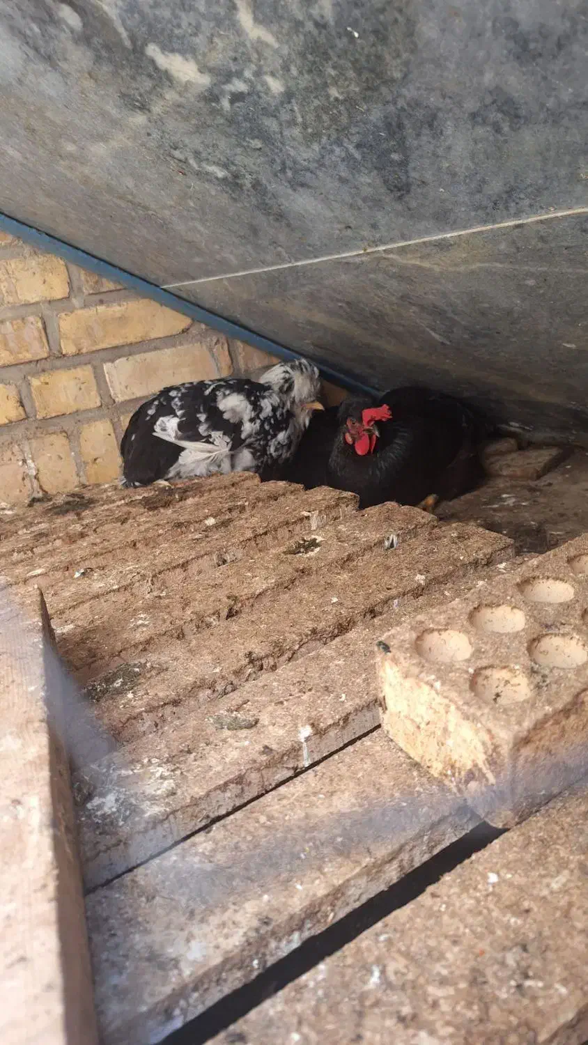 مرغ|حیوانات مزرعه|گتوند, |دیوار