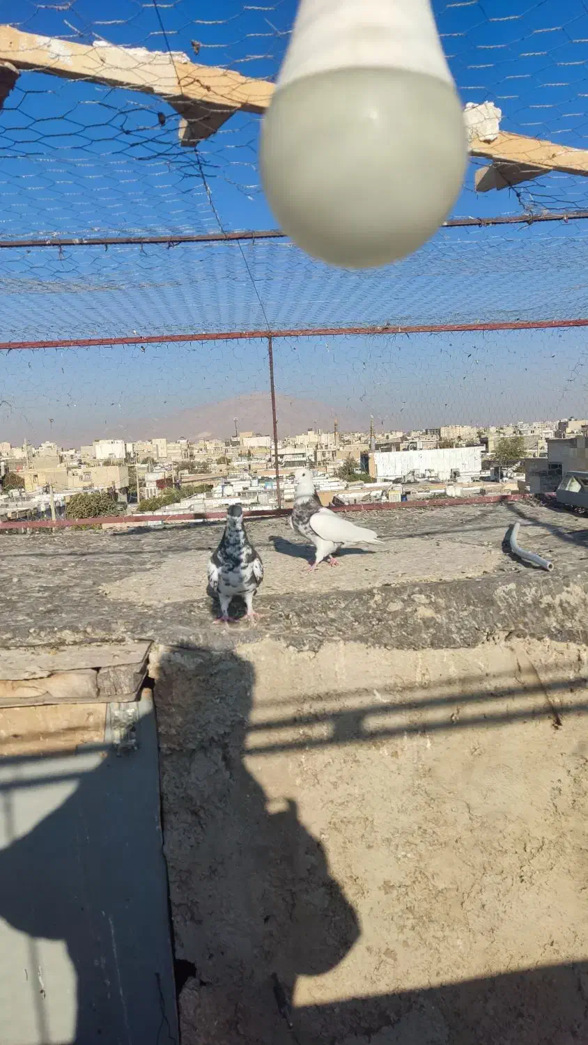 سه تا کفتر درجه یک|پرنده|شیراز, تندگویان|دیوار