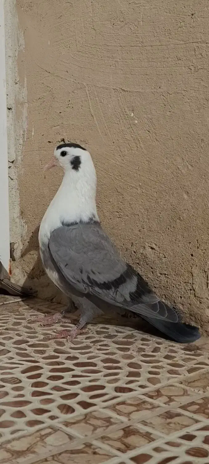 کبوتر مخمل سبز و سوسنی (طوقی پلاکی شهری سینه)|پرنده|شیراز, قلات|دیوار