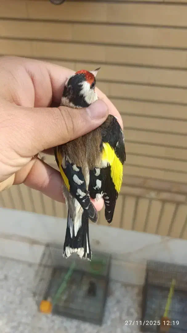 سهره تعداد فنچ تعداد مرغ عشق|پرنده|نجفآباد, منتظری شمالی|دیوار