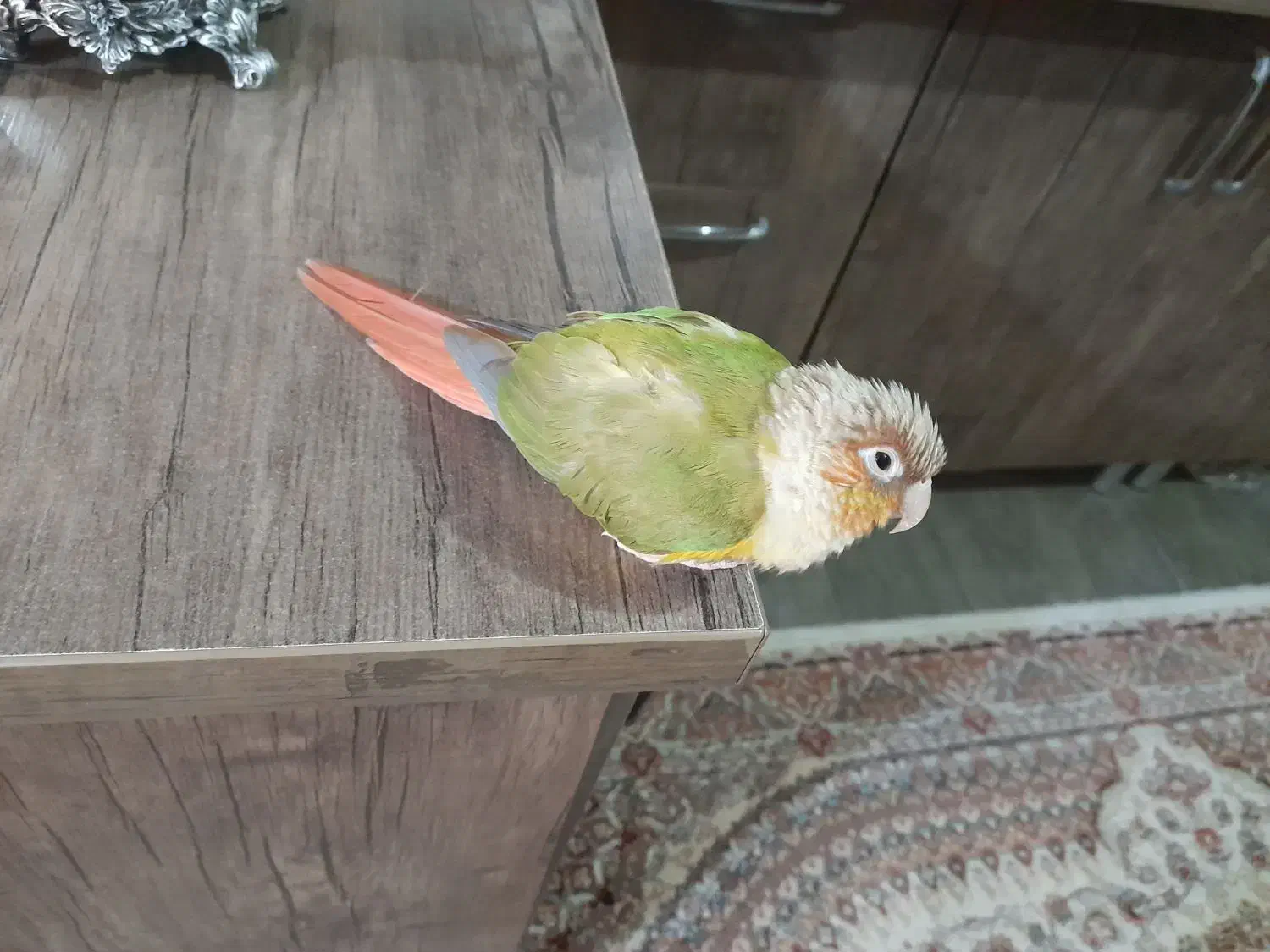 قیمت ۳میلیون باقفس|پرنده|شهریار, شهریار|دیوار