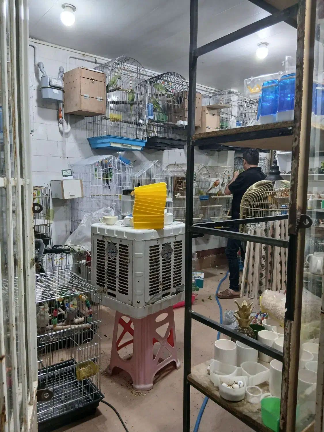 پرنده|پرنده|سنندج, |دیوار