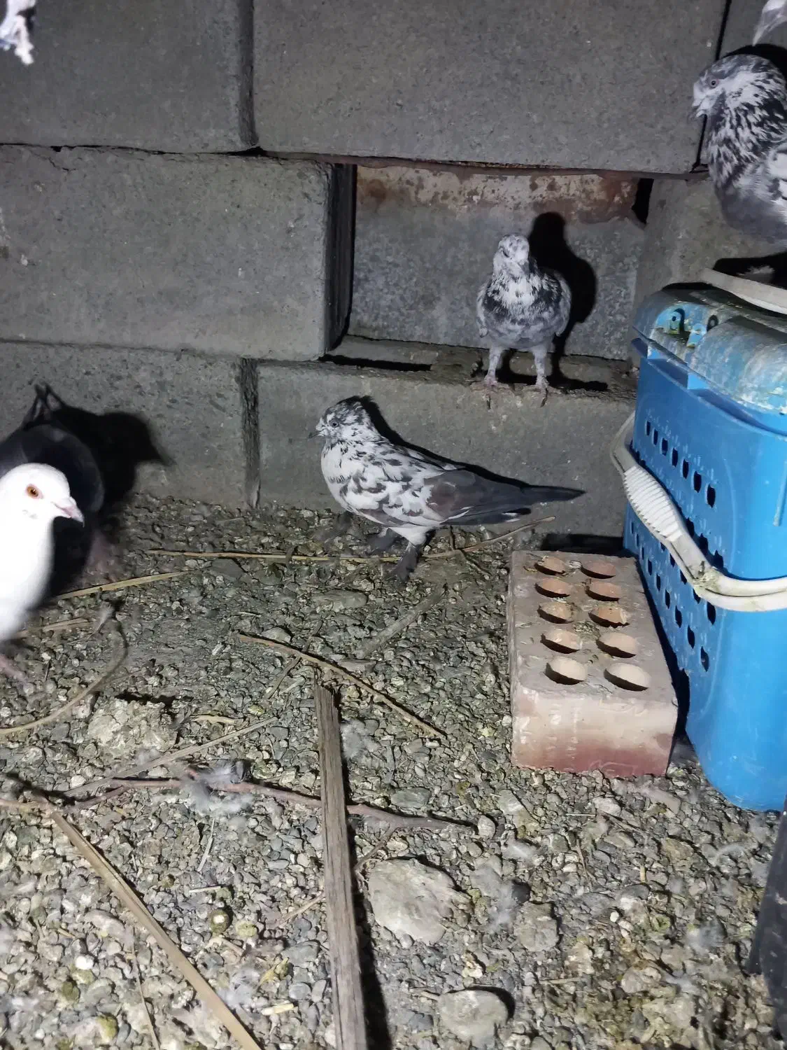 کفتر کهنوج|پرنده|کهنوج, |دیوار