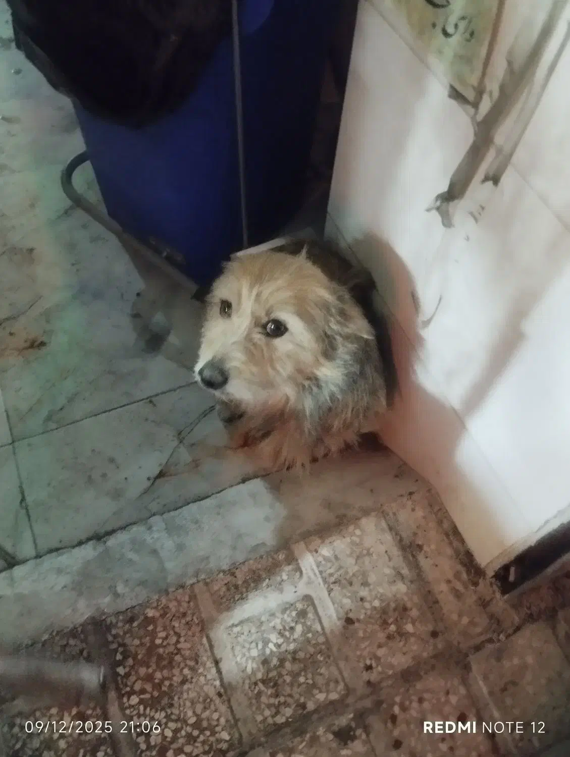 سگ پیداشته|سگ|سنندج, |دیوار