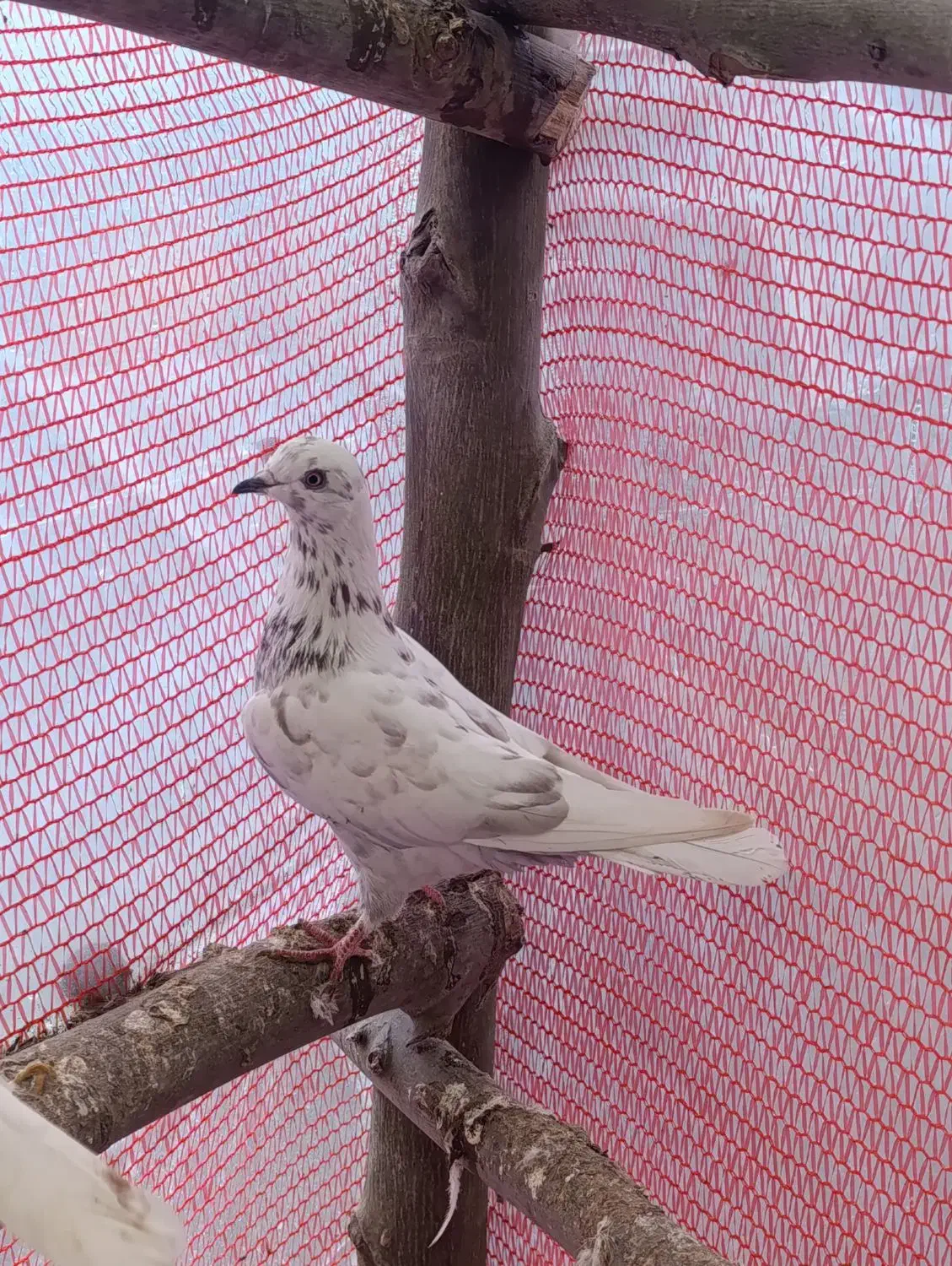 دو عدد کبوتر پرشی|پرنده|آستانه اشرفیه, |دیوار