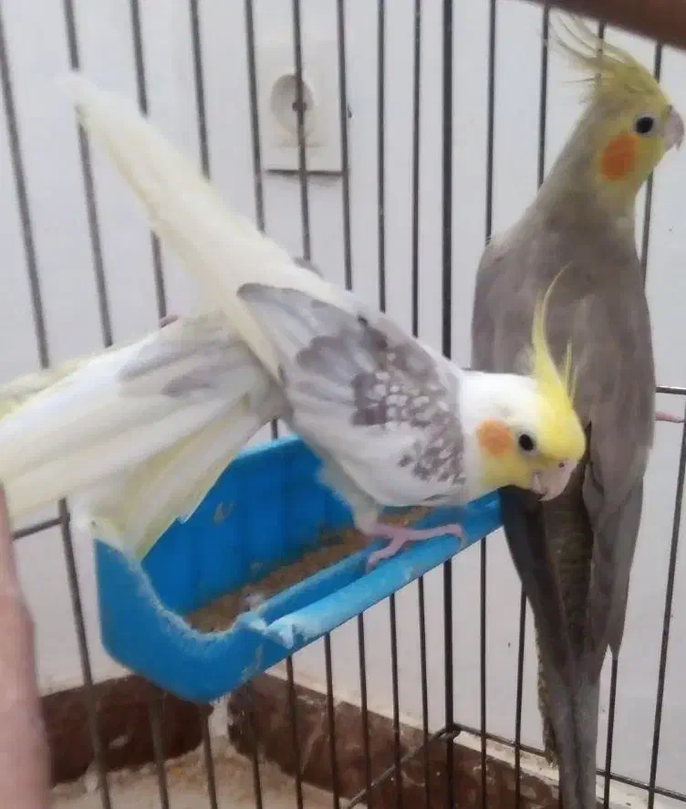 عروس هلندی|پرنده|بومهن, |دیوار