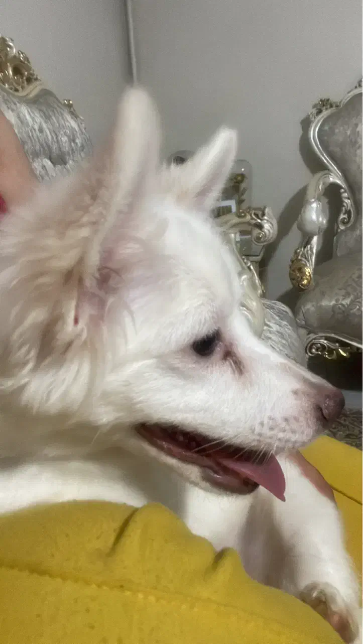 اشپیتز فوری|سگ|بهارستان, |دیوار