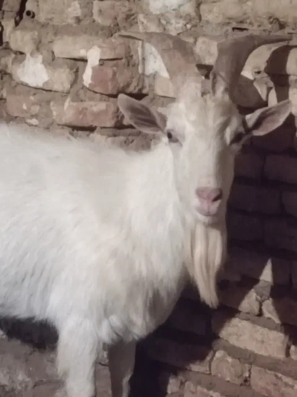 فروش نر بز سانن مخصوص نسل کشی|حیوانات مزرعه|بن, |دیوار