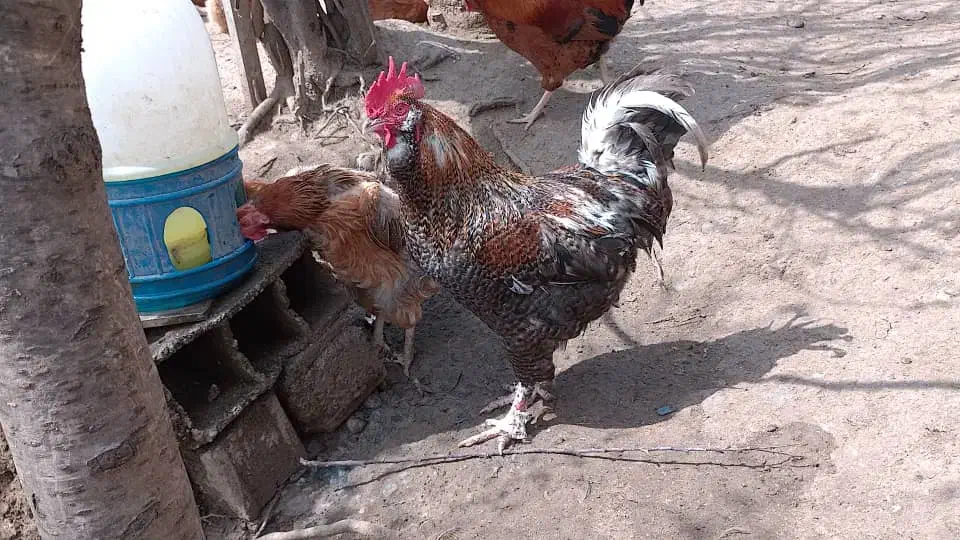 تخم مرغ نطفه دار. اصلاح شده گلپایگان|حیوانات مزرعه|اطاقور, |دیوار