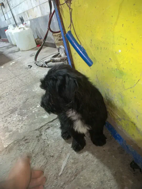 واگذاری سگ پاکوتاه|سگ|اردبیل, |دیوار